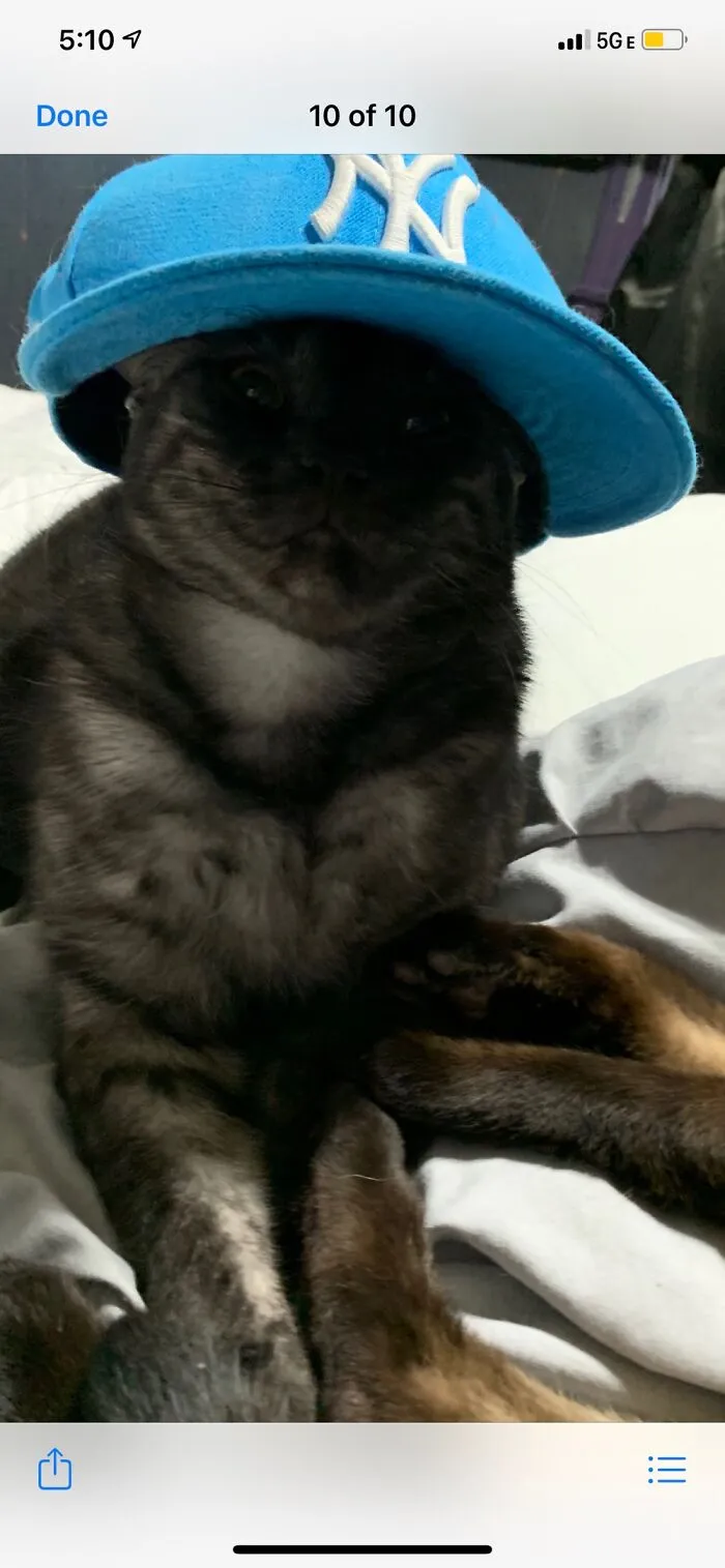 My Homie Shadow The Ghost Tabby.
