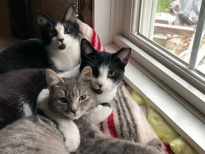 The Feline Mafia