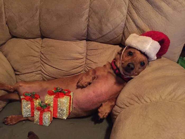 Obi’s Sexy Santa