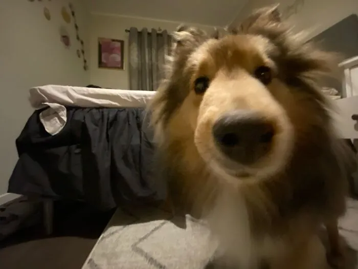 My Best Friends Dog. Bark Bark