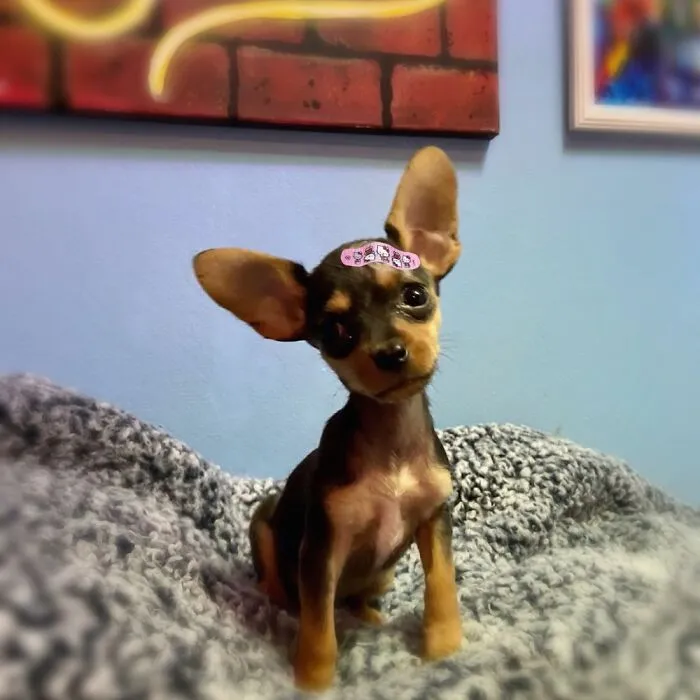 My Very Smol Doggo, Maggie.