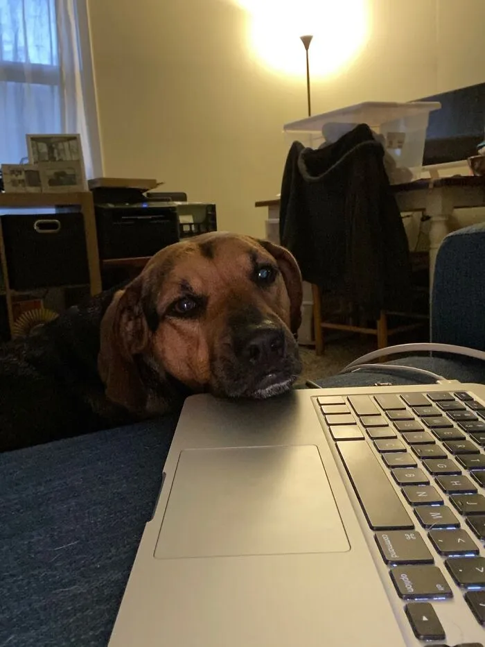 Luna - “Hey, Could I Interest You Into Giving Me Attention…?”
