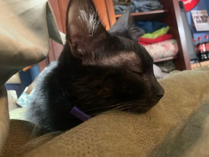 Buddy Cat.