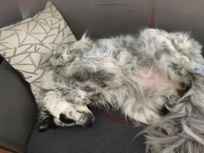 Lucy Needs A Belly Rub! She Is Such A Sweetheart