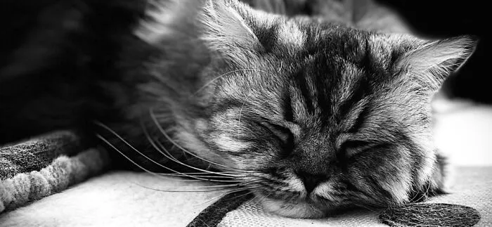 Sleeping Beauty