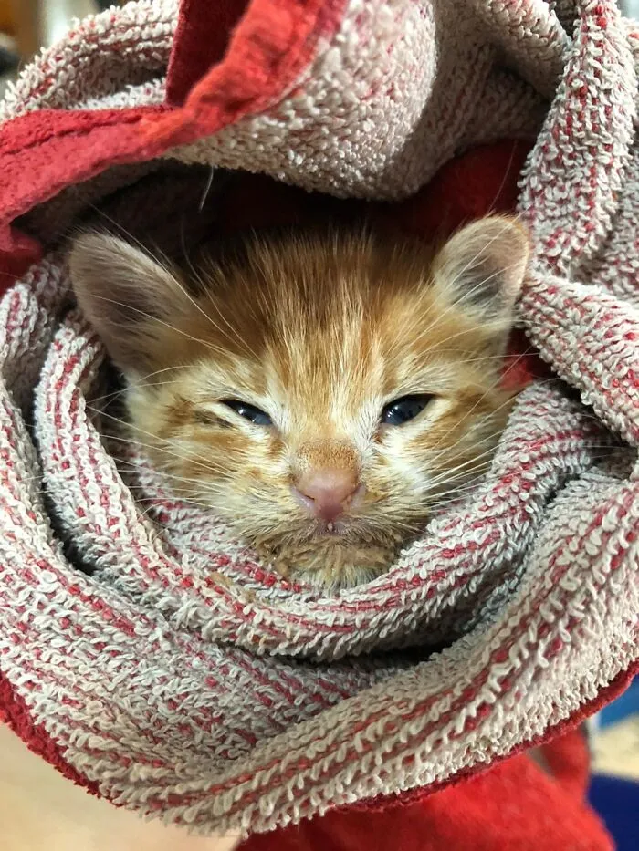 Purrme