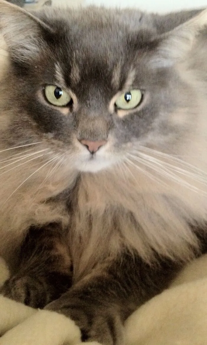 Our Beloved Catkins...like Halle Berry, She Can Never Take A Bad Picture!