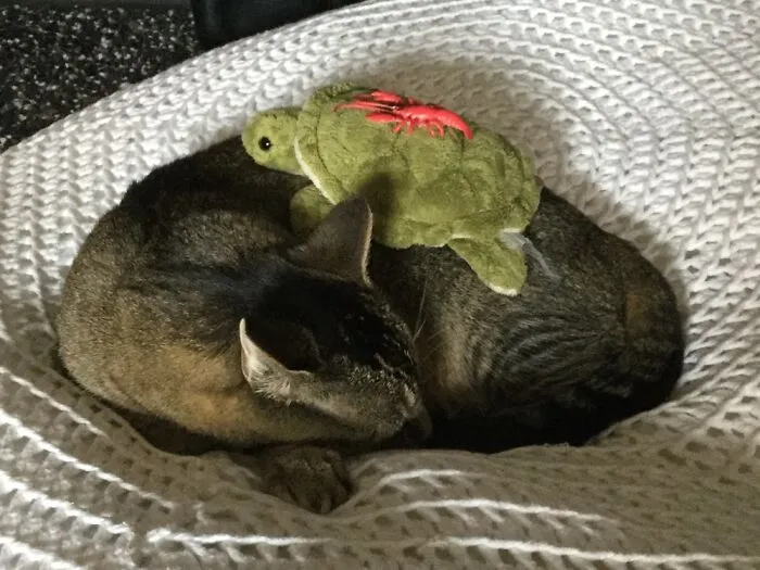 My Cat With A Turtle And Lobster On Her Back.