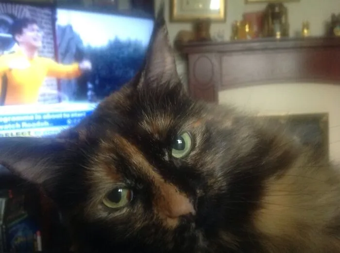 My Cat Lady Lacy Saying "Pay Attention To Me And Not The TV".