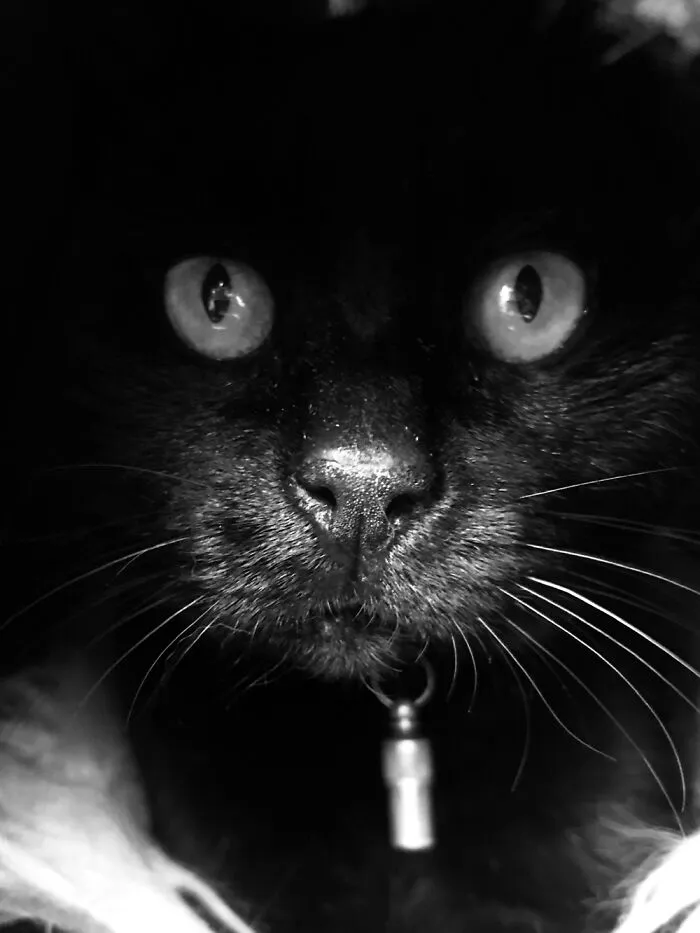 My Moody Cat Bok