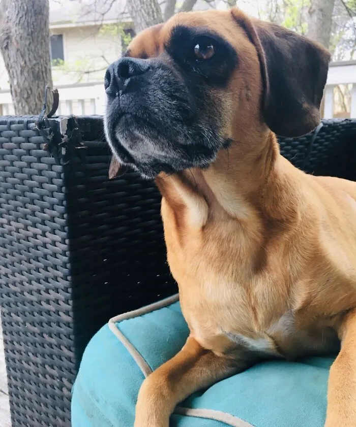 My Dog Murphy