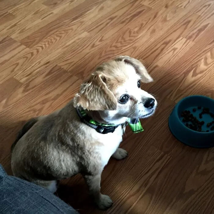 My Little Buddy