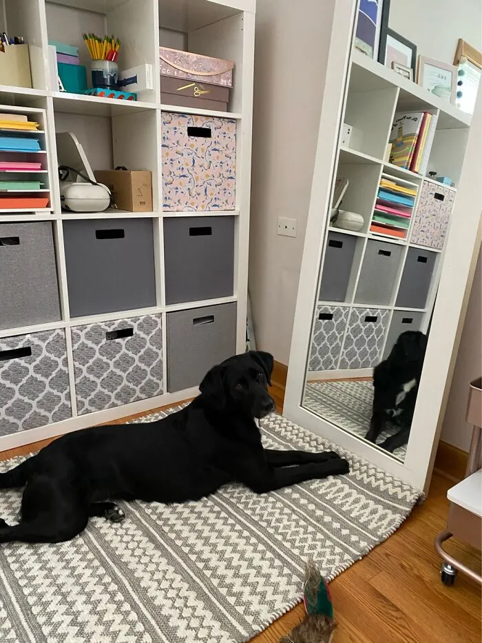 Playing With Her Mirror Bestie 🐶♥️