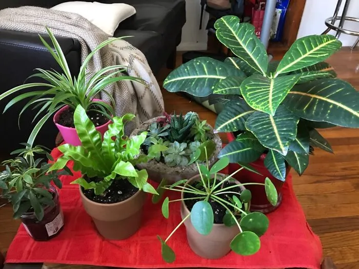 It’s Safe To Say I Collect Plants...