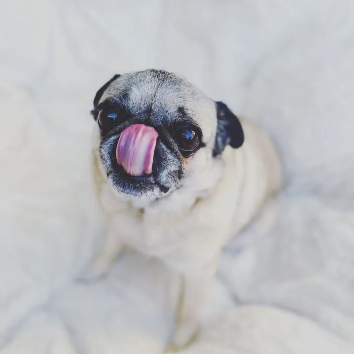 Our Pug Glynda The Good Pug When She Found Out Her Boy Was Coming Back