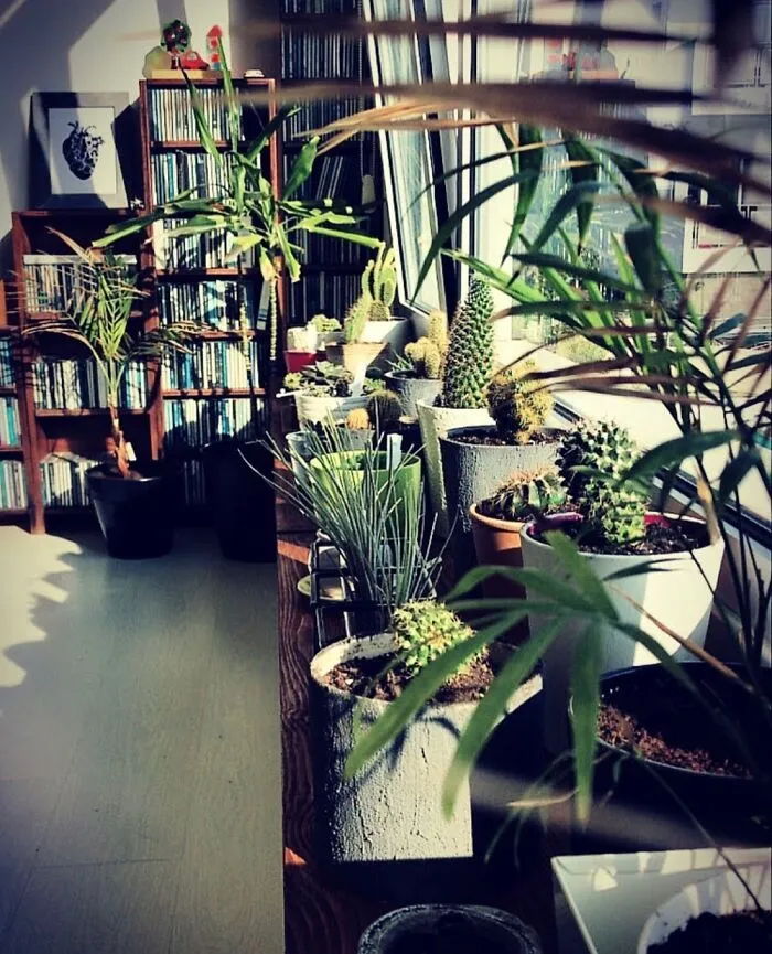 Couldn’t Find A Single Plant So Here Are... More.