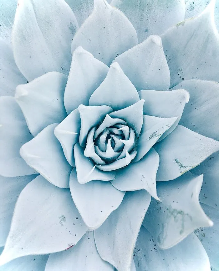 Frosty Succulent