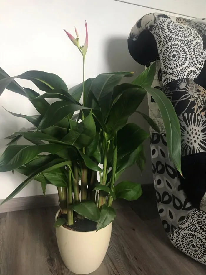 My Heliconia 😁