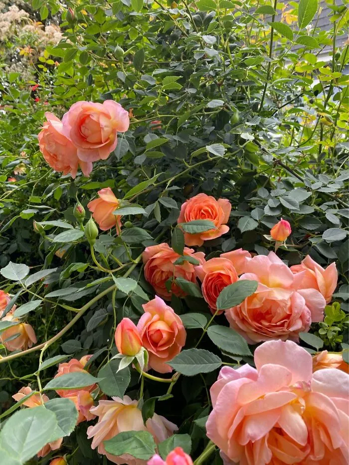 Lady If Shallot Rose