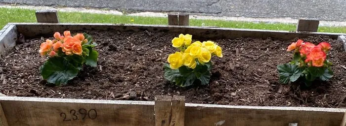 My New Begonias That Are Just Starting Out.