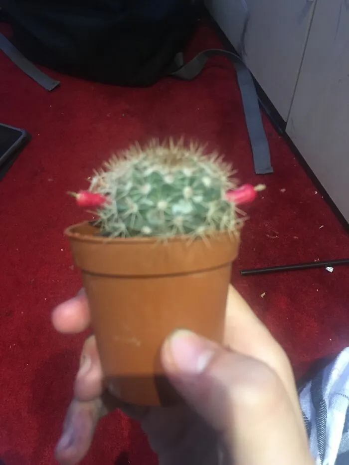 Meet Hannah/Anna! Also, Can Anyone Tell Me What The Pink Things Are?