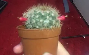 Hey Pandas, Post A Picture Of One Of Your Plants (Closed)