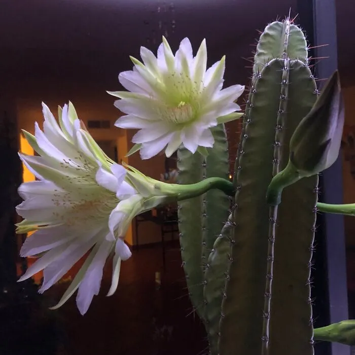 In Bloom!!!