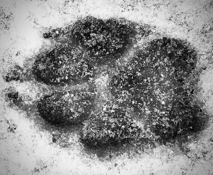 A Paw Print In The Snow