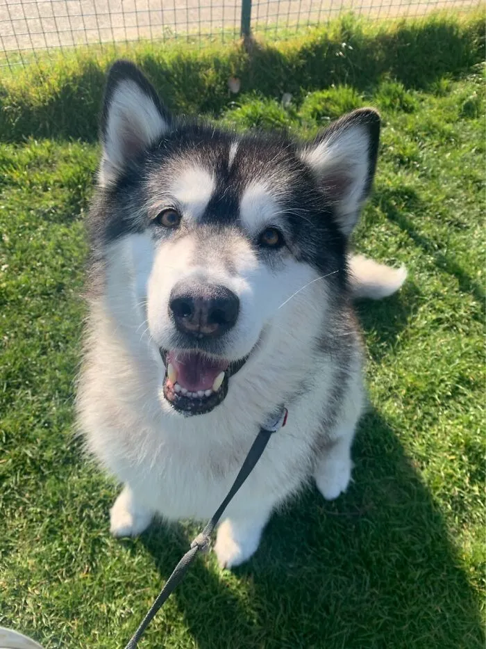 Meet Nico Our 8 Yr Old Malamute