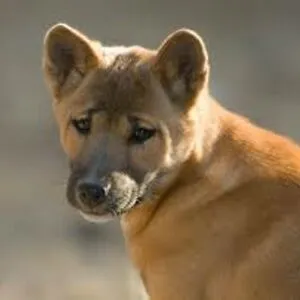 Doggo