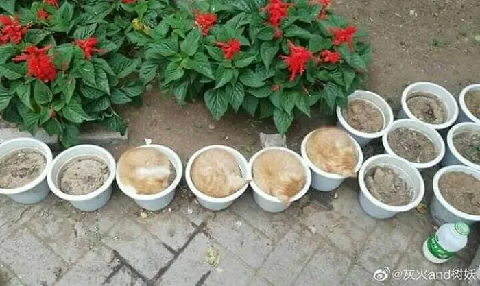 Esta página de Facebook está llena imágenes de animales que hay que ver (50 fotos)