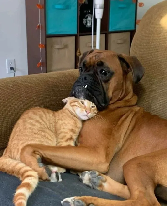 This Facebook Page Is All About Animal Images That Need To Be Seen (50 Pics)