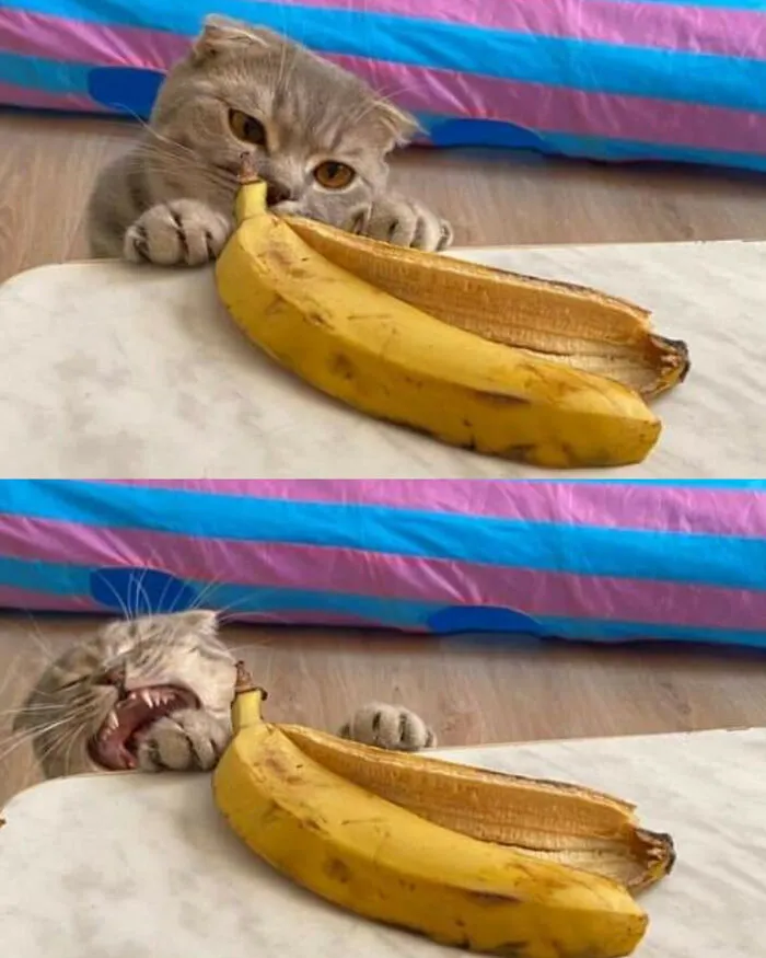 This Facebook Page Is All About Animal Images That Need To Be Seen (50 Pics)