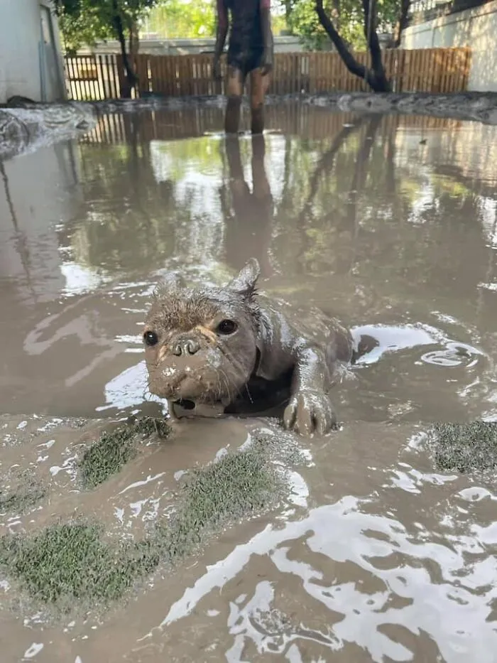 Important-Animal-Images-Funny-Pics