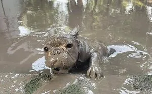 This Facebook Page Is All About Animal Images That Need To Be Seen (50 Pics)