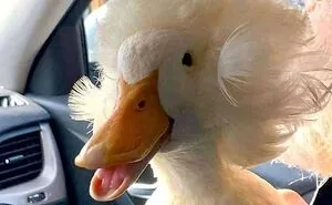 This Facebook Page Is All About Animal Images That Need To Be Seen (50 Pics)