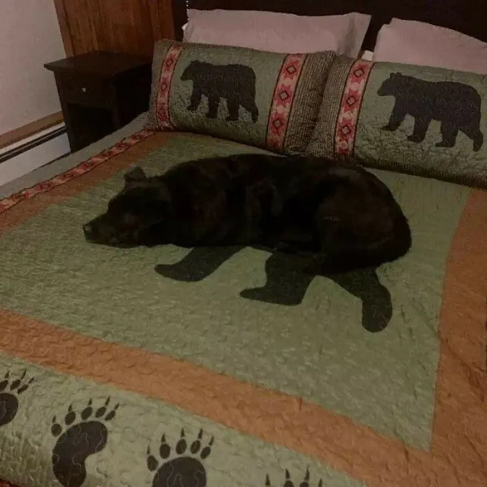 This Facebook Page Is All About Animal Images That Need To Be Seen (50 Pics)