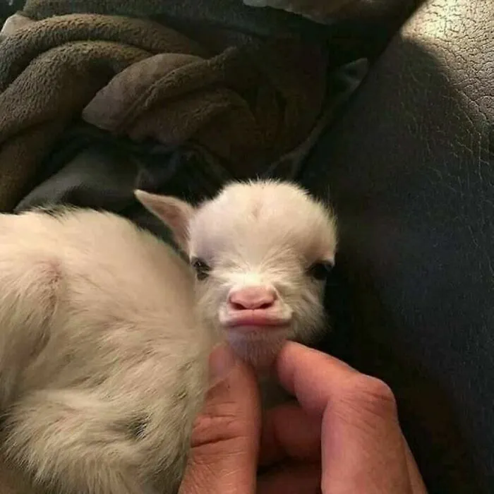 This Facebook Page Is All About Animal Images That Need To Be Seen (50 Pics)