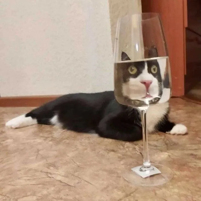 This Facebook Page Is All About Animal Images That Need To Be Seen (50 Pics)