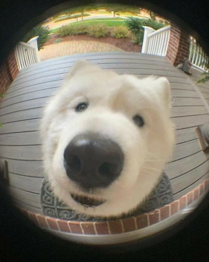 This Facebook Page Is All About Animal Images That Need To Be Seen (50 Pics)