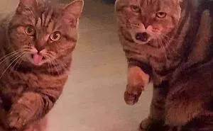 This Facebook Page Is All About Animal Images That Need To Be Seen (50 Pics)