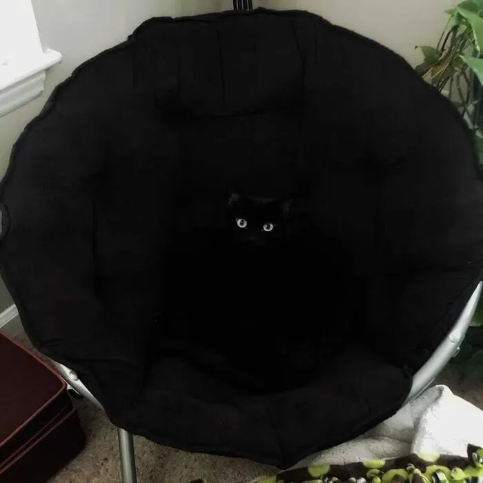 This Facebook Page Is All About Animal Images That Need To Be Seen (50 Pics)