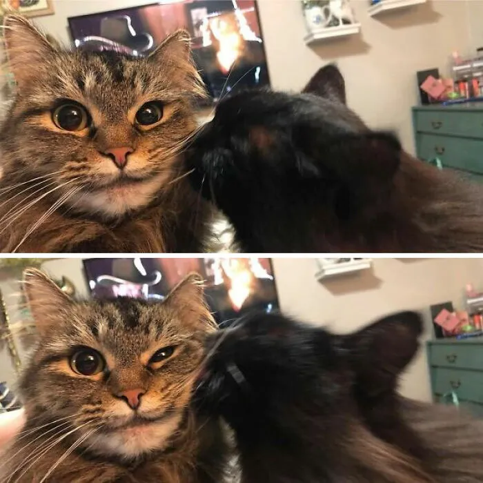 This Facebook Page Is All About Animal Images That Need To Be Seen (50 Pics)