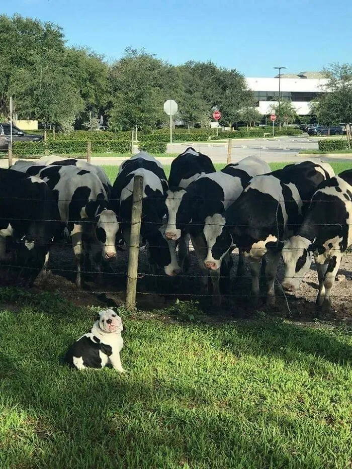 This Facebook Page Is All About Animal Images That Need To Be Seen (50 Pics)