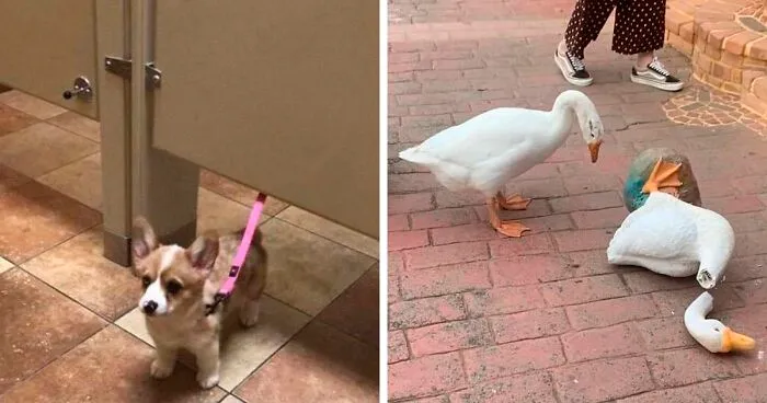 This Facebook Page Is All About Animal Images That Need To Be Seen (50 Pics)