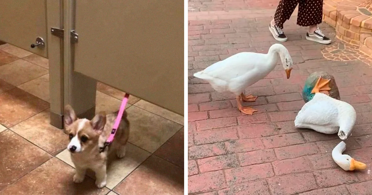 Esta página de Facebook está llena imágenes de animales que hay que ver (50 fotos)