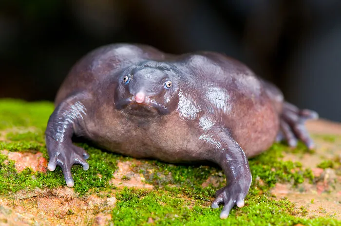 The Purple/Pig-Snout Frog
