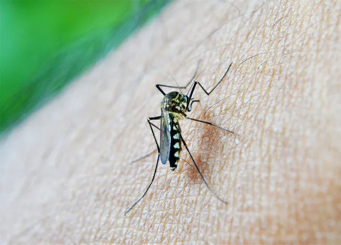 There Are No Mosquitoes In Iceland