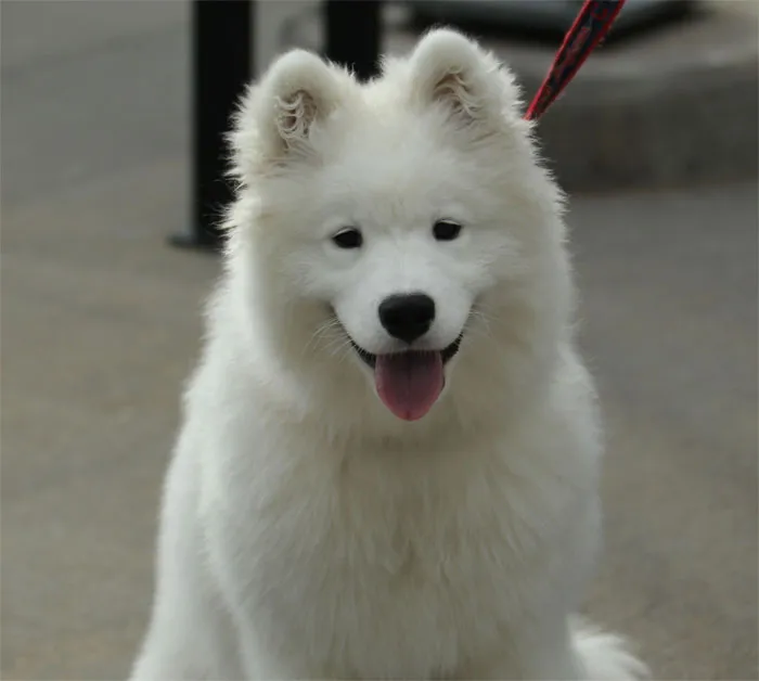 Dogs As Pets Were Banned From 1924 To 1984 In Reykjavik