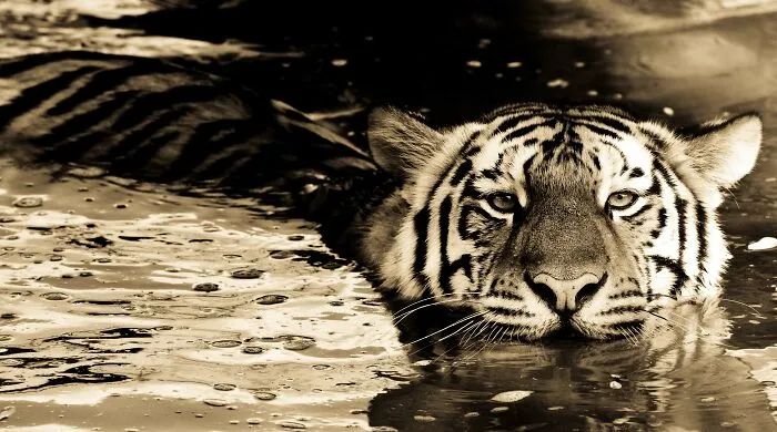 I’ve Been Photographing Wildlife For 15 Years, Here Are My 30 All-Time Favorite Photos